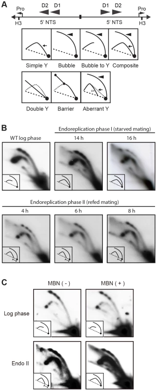 Two-dimensional gel analysis of rDNA replication intermediates during development.