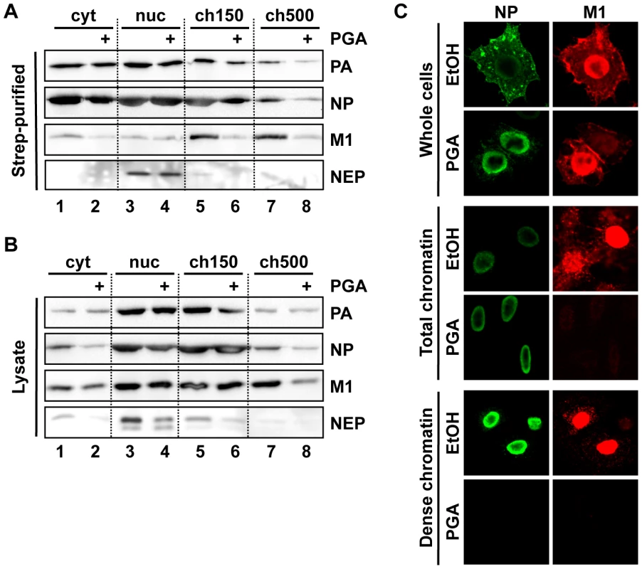 Depletion of chromatin-bound vRNPs after PGA treatment.