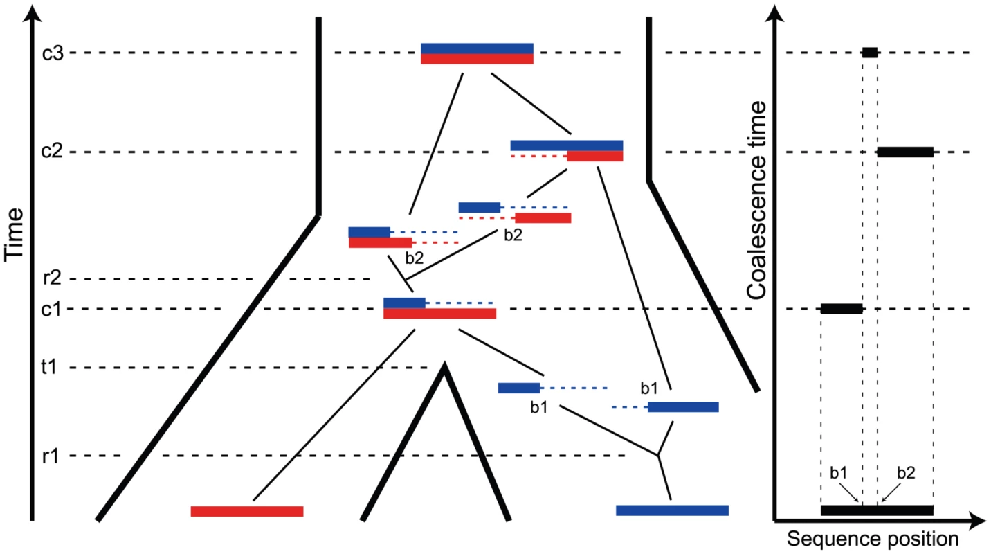 The ancestry of two genomic sequences.