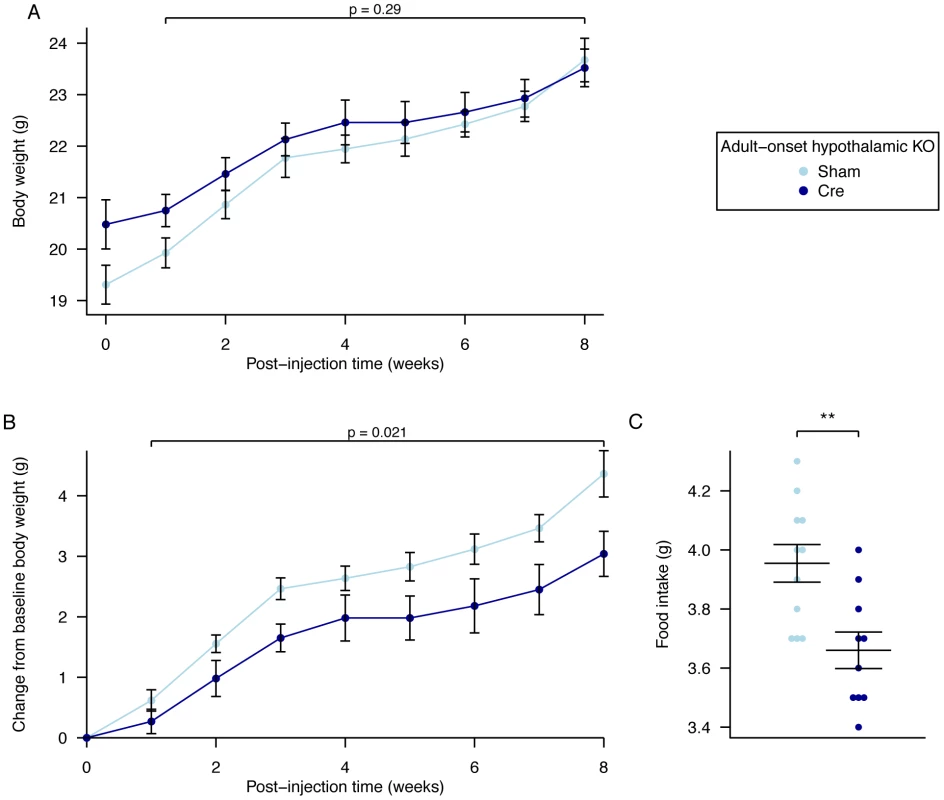 Body weight, weight gain, and food intake in female adult hypothalamic KO mice.