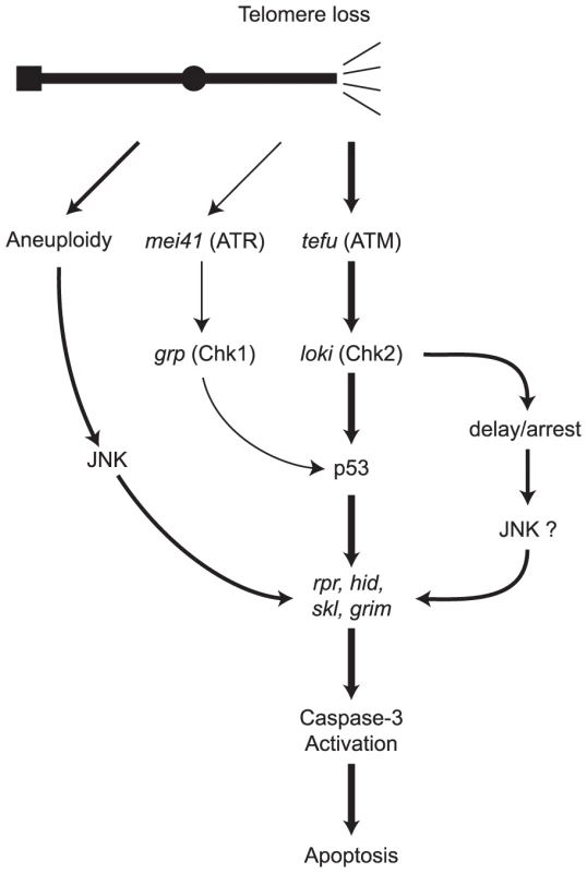 A model of pathways for eliminating cells that have lost a telomere.