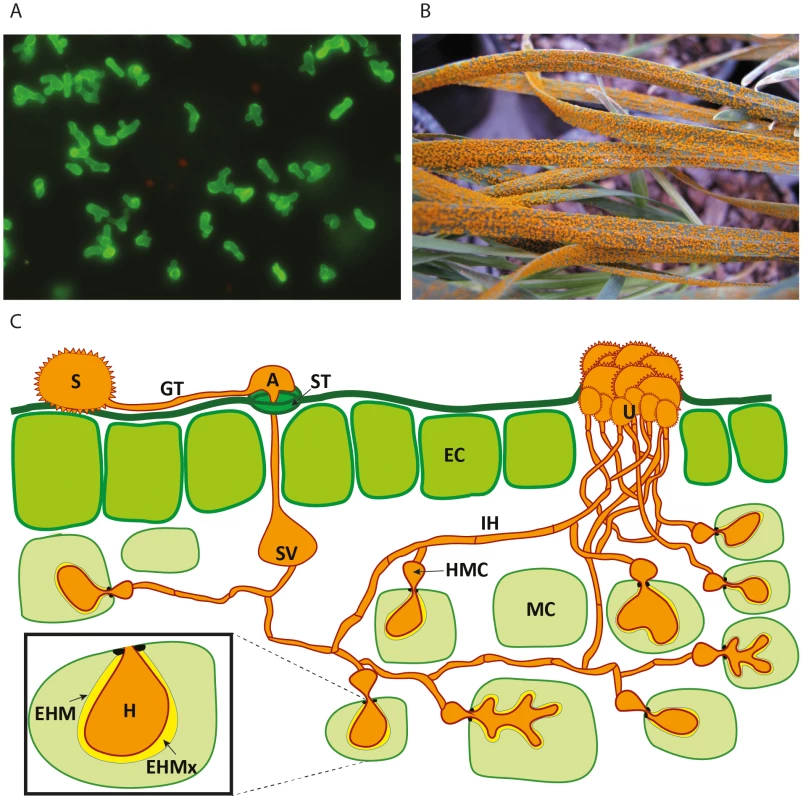 Schematic representation of the developmental phases of rust infection on wheat and example of macroscopic symptoms.