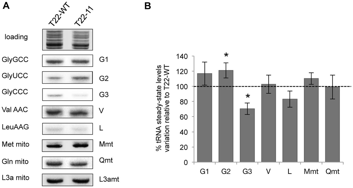 Analysis of the import status of mitochondrial tRNAs in T22-11 transformant.