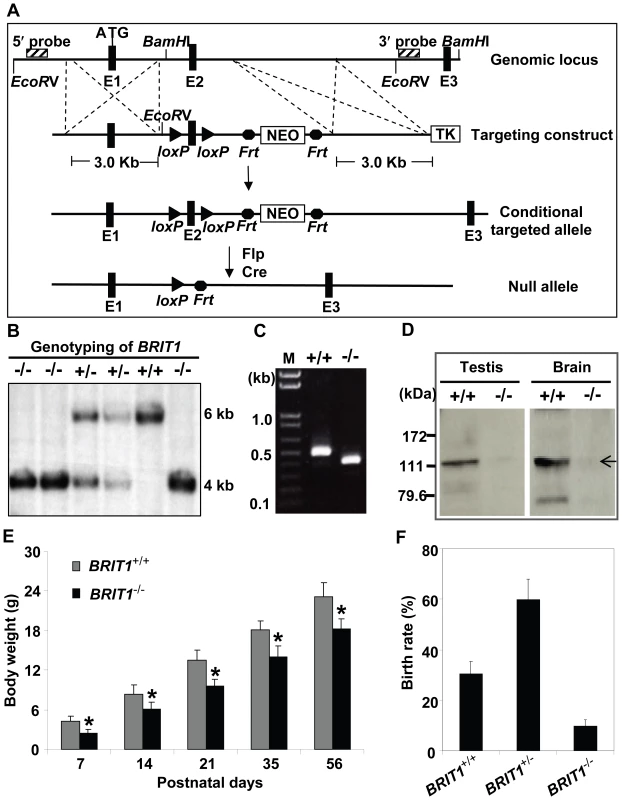 Generation and growth retardation of <i>BRIT1</i>-deficient mouse.