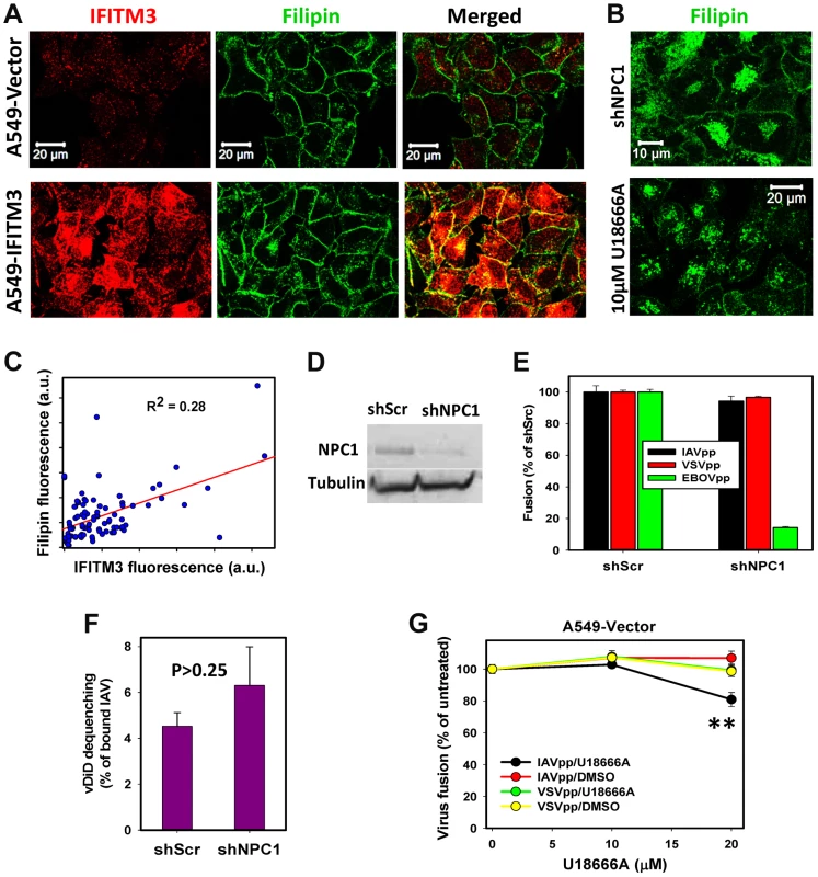 IFITM3 restriction of IAV fusion with A549 cells is not related to cholesterol accumulation in endosomes.