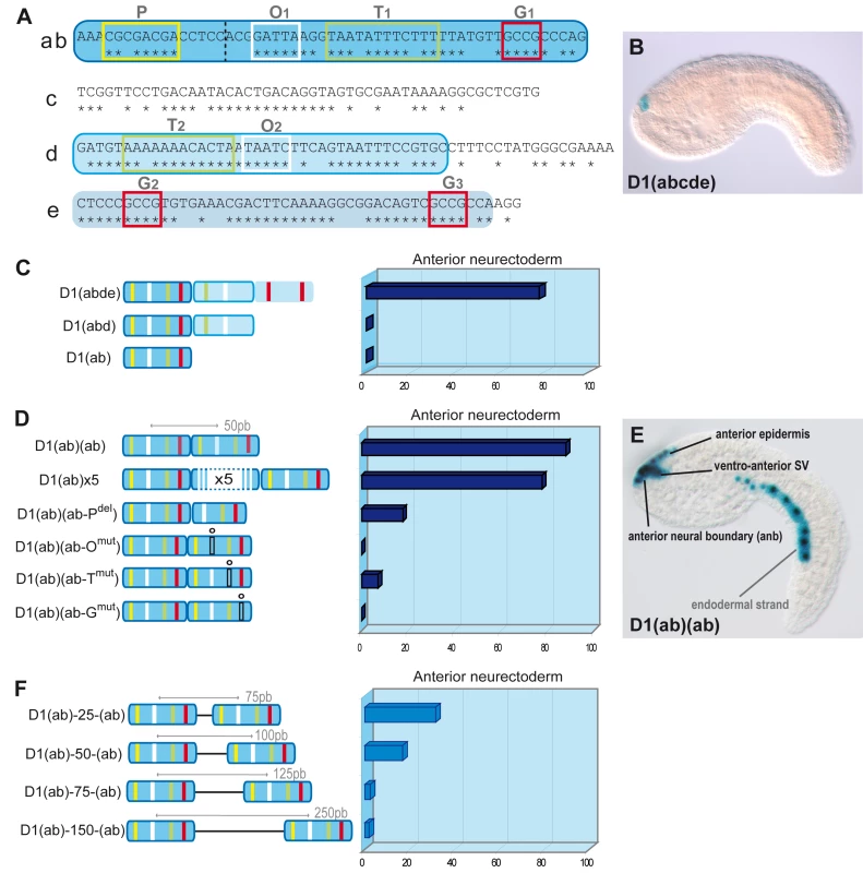 Artificial enhancer constructs reveal a tandem-<i>like</i> structure.