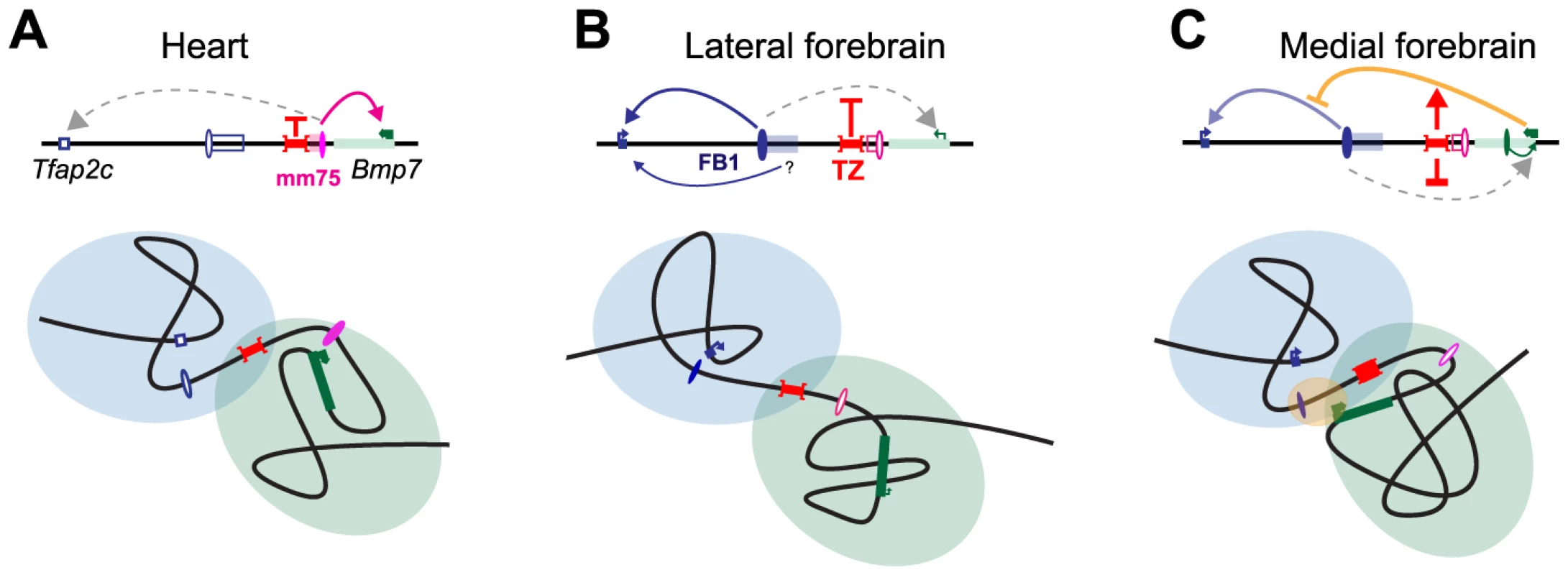 Structural partitioning controls enhancer-target gene allocation and modulates enhancers' effective activity on target genes.