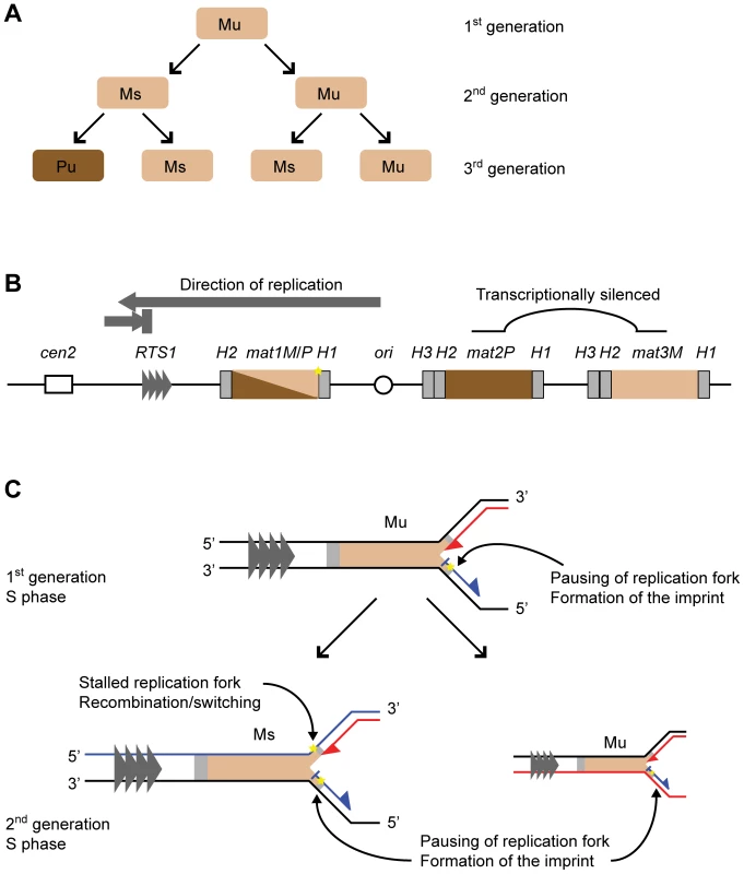 Mating-type switching in <i>S. pombe</i>.
