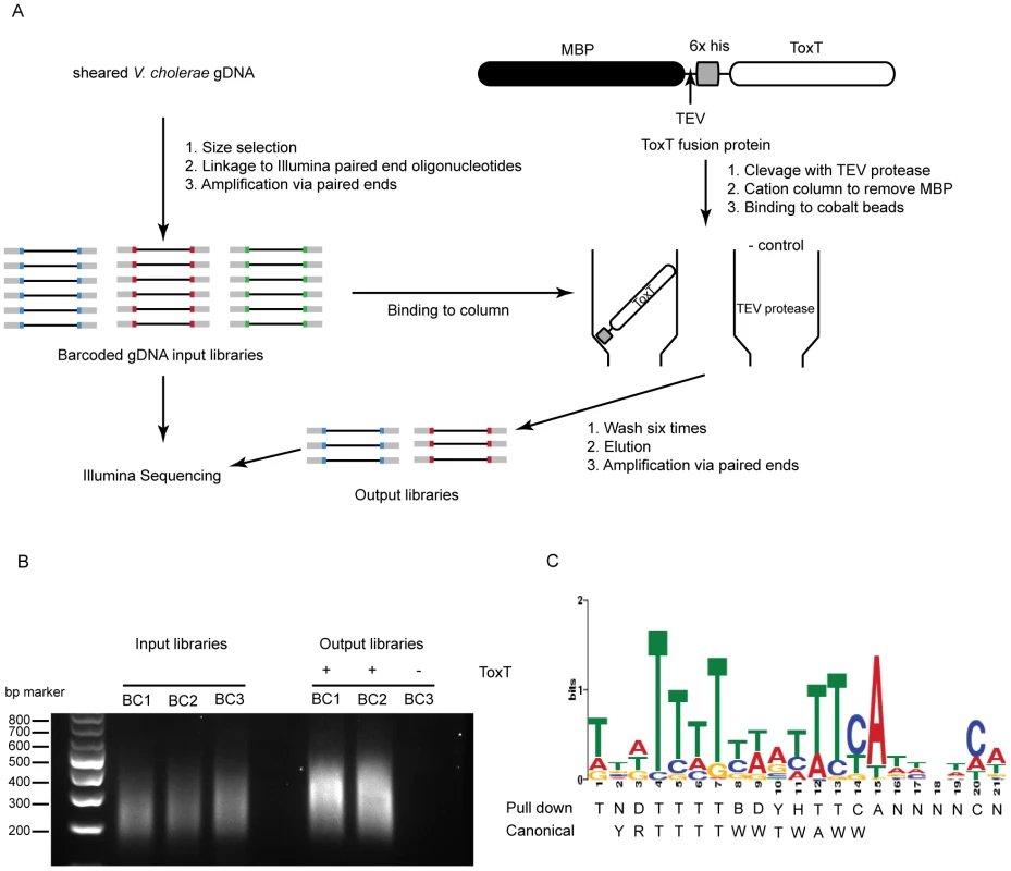 Affinity purification of ToxT binding sequences.