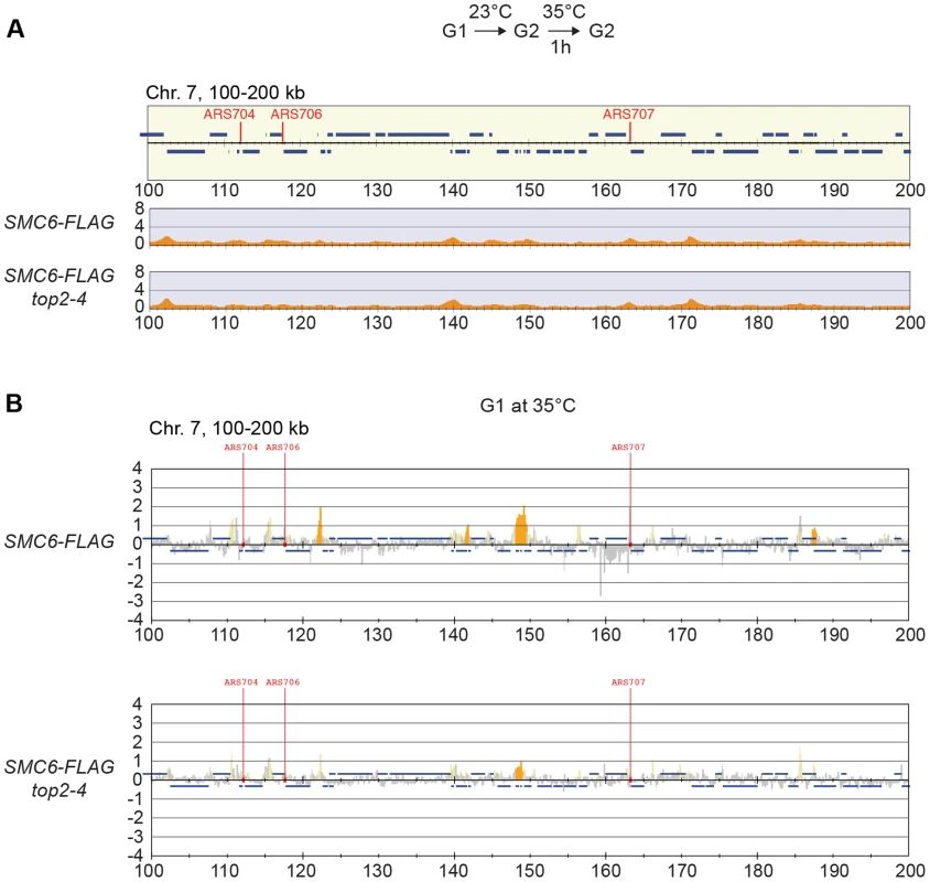 The increase of chromosome-bound Smc5/6 in <i>top2-4</i> cells requires passage through S-phase at restrictive temperature.