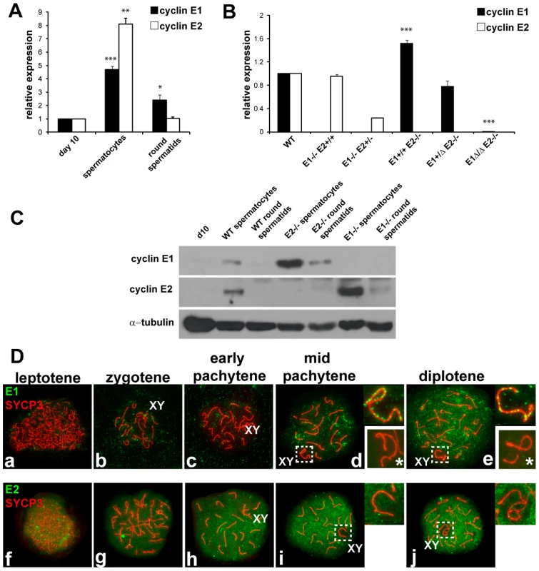 Cyclin E1 and E2 have differential mRNA and protein expression patterns during spermatogenesis.