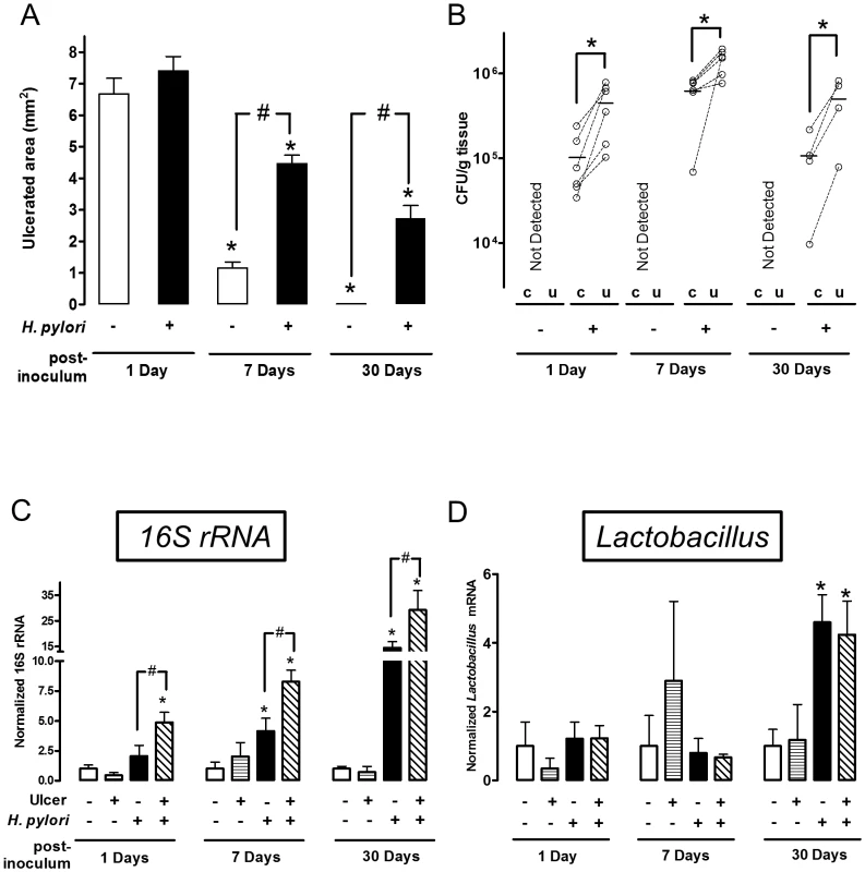 Time course of bacterial colonization and <i>H. pylori</i> effects on gastric ulcer healing.