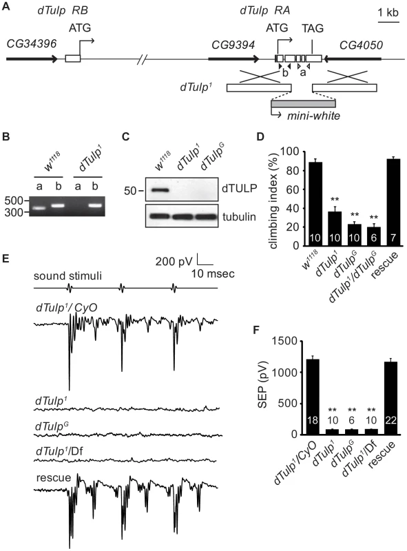 Hearing loss in the <i>dTulp</i> mutant.