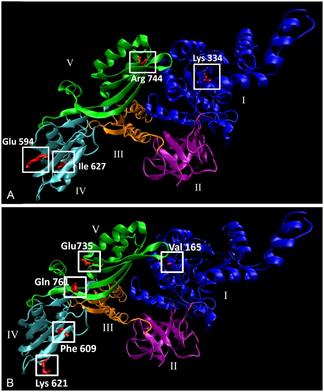 <i>In silico</i> model of the human EF-G2mt protein.
