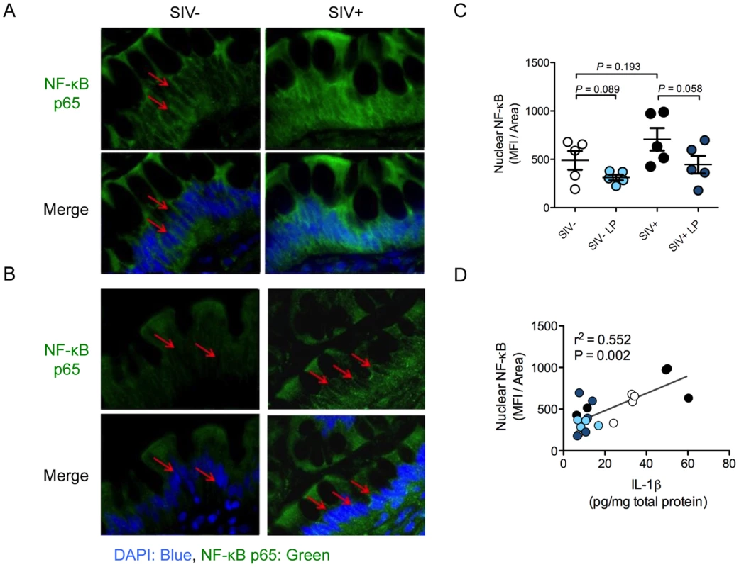 <i>L. plantarum</i> reduces IL-1β induced epithelial damage by inhibition of NF-κB activation.
