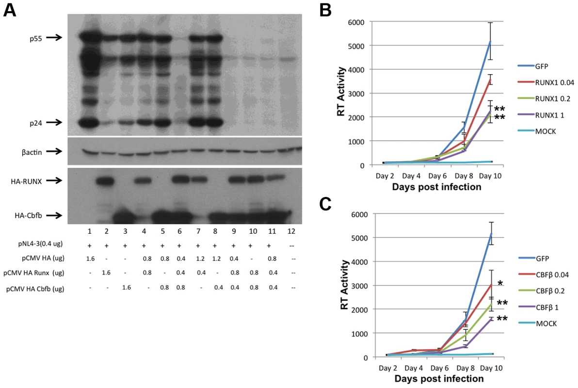 RUNX1 and CBF-β are capable of repressing HIV-1 replication.