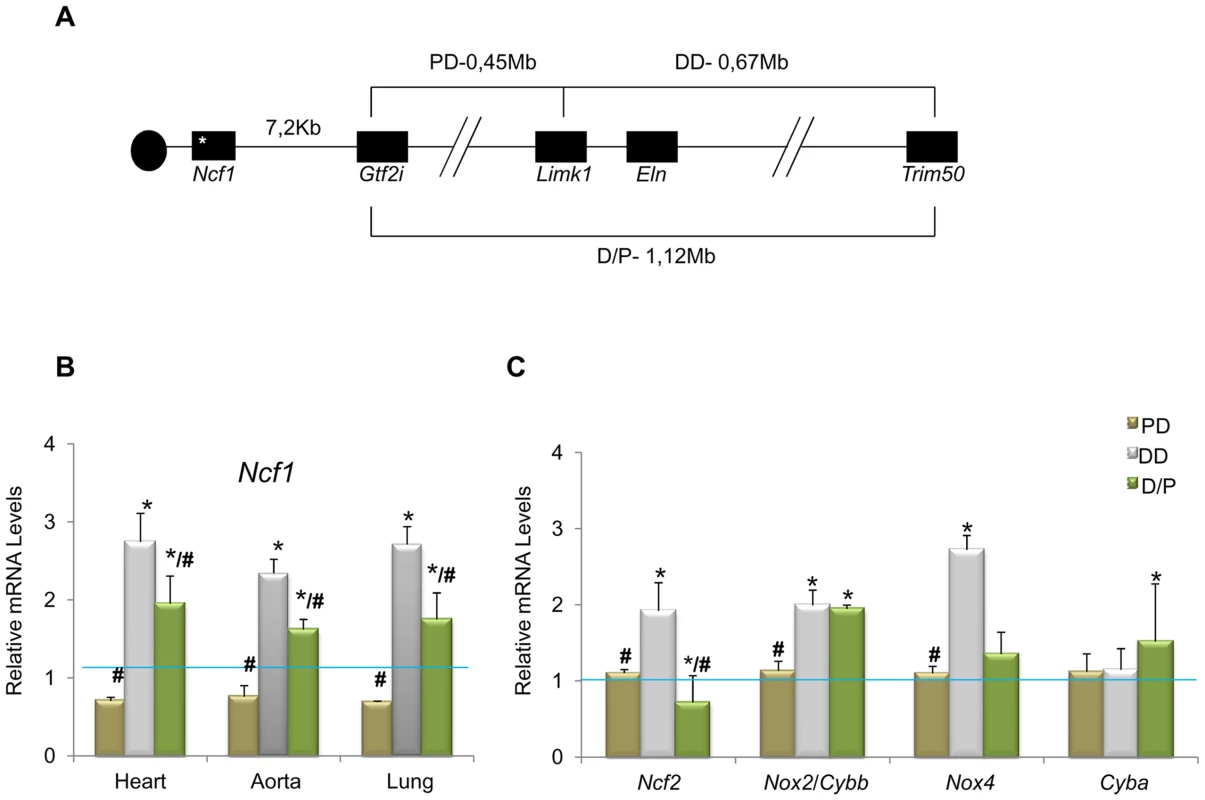 Genotypes of the different mouse models and relative transcript levels of oxidative stress genes.