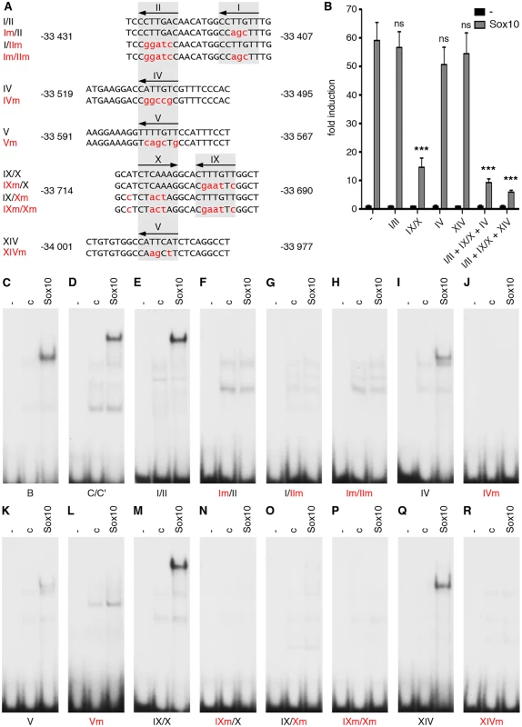 Sox binding sites mediate OLEa responsiveness to transcriptional activation by Sox10.