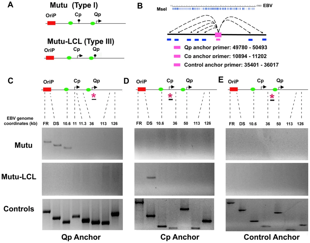 OriP region forms alternative chromatin loops in type I and type III latency types.