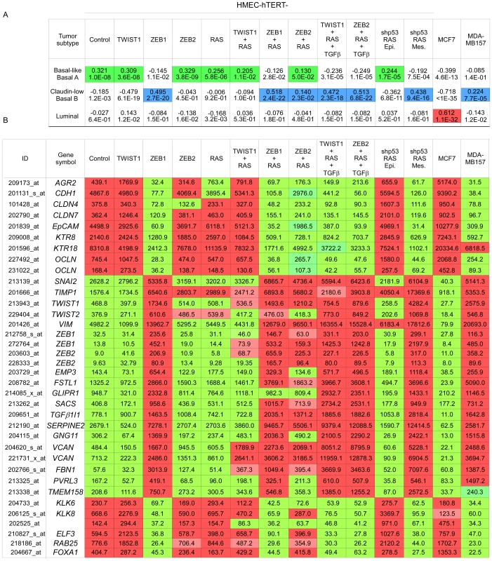Mesenchymal HMEC-derivatives display a claudin-low gene expression signature.