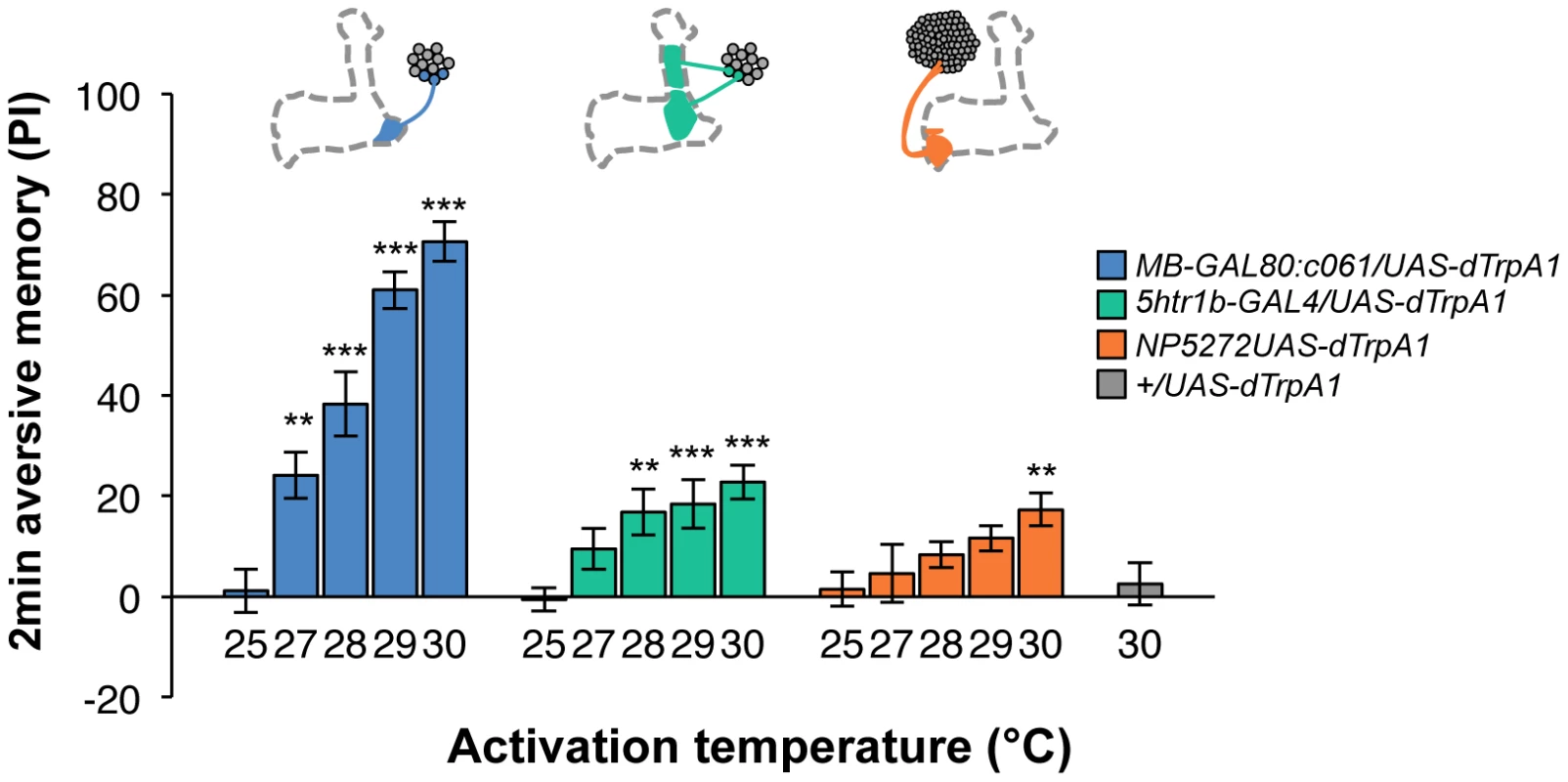 Magnitude of immediate memory depends on the cell type and dTRPA1 activation.