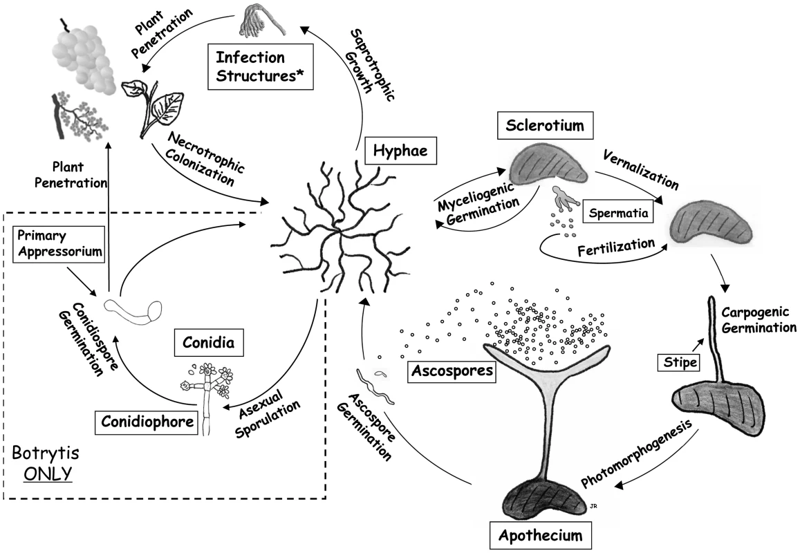 Lifecycle of <i>S. sclerotiorum</i> and <i>B. cinerea</i>, with different stages of sexual and asexual development.