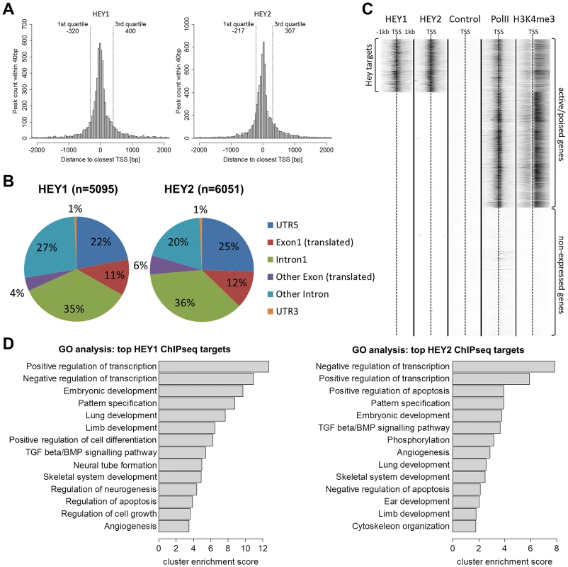 HEY peaks are clustered at transcription start sites of active promoters with a preference for developmental and transcriptional regulatory genes.