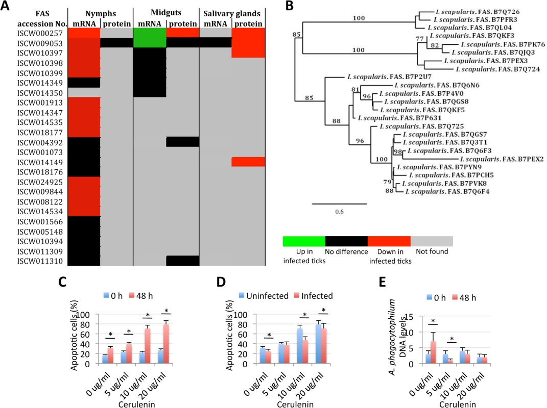 Role of tick Fatty acid synthase (FAS) in response to <i>A</i>. <i>phagocytophilum</i> infection.