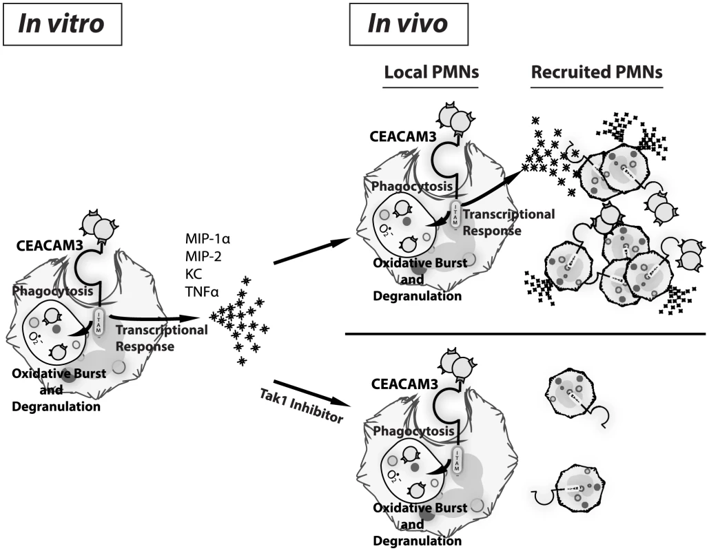 CEACAM3-mediated inflammation promotes immunopathology associated with <i>N. gonorrhoeae</i> infection.