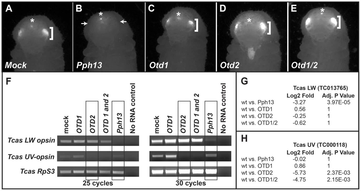 <i>Tribolium</i> Pph13 and Otd2 are required for r-opsin expression.