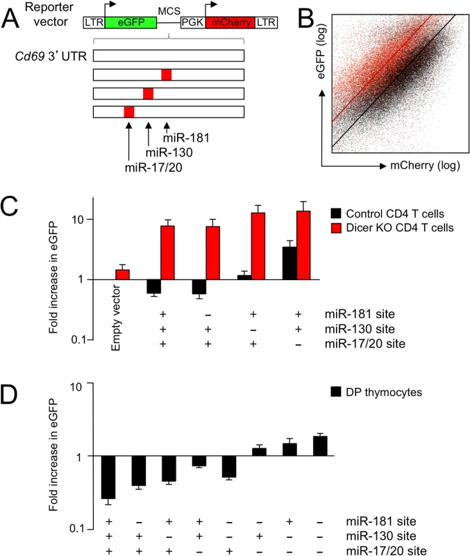 A dual fluorescence reporter system identifies endogenous microRNAs that target the <i>Cd69</i> 3'UTR in DP thymocytes.