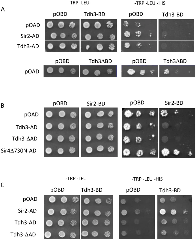 Physical and functional interaction between Tdh3 and Sir2 in a two-hybrid assay.