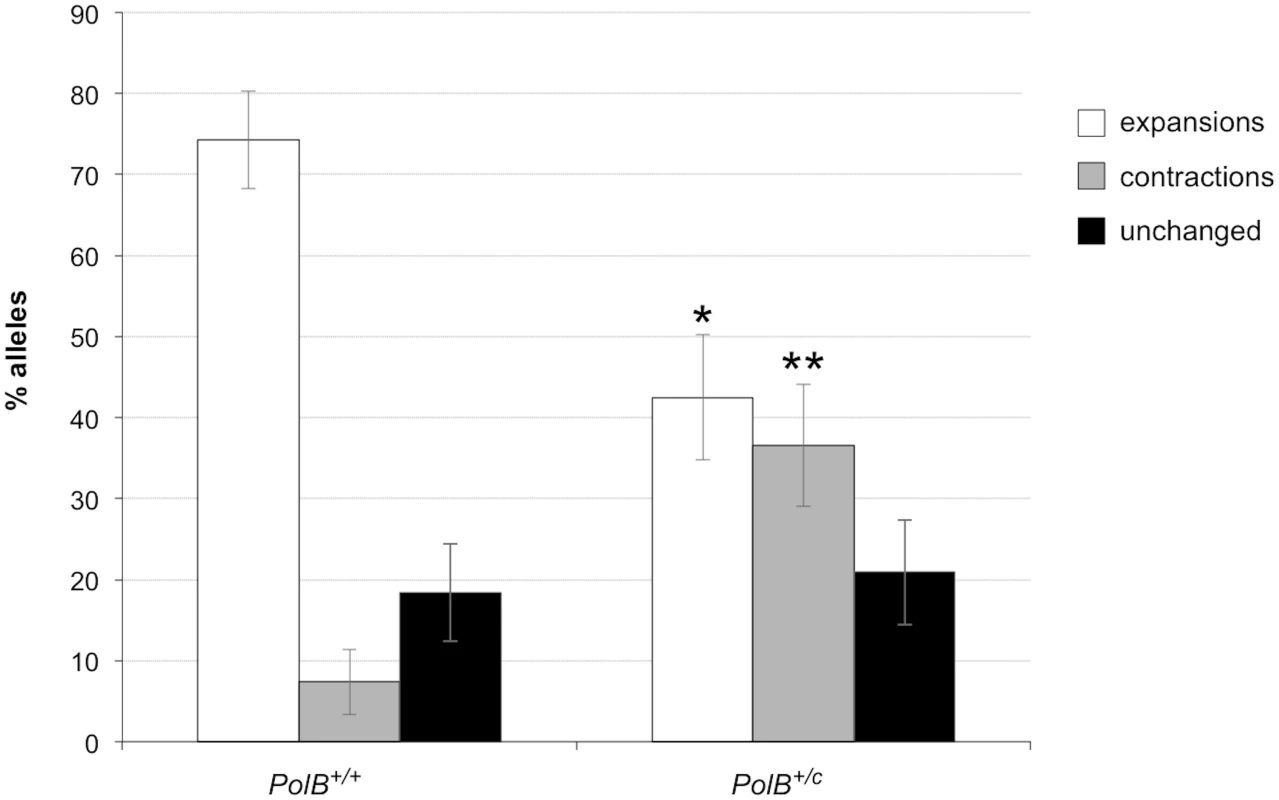 The effect of heterozygosity for the <i>PolBC</i> mutation on the number of expansions, contractions and unchanged alleles seen in the gametes of 3-month-old male mice.