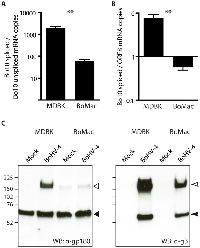 BoMac myeloid cells express relatively less gp180 glycoprotein in comparison with epithelial cells.