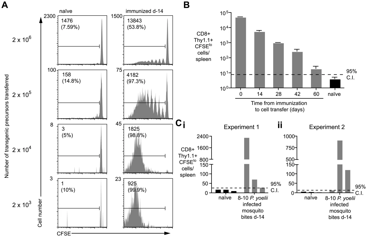 Duration of antigen presentation, and antigen persistence after mosquito biting.