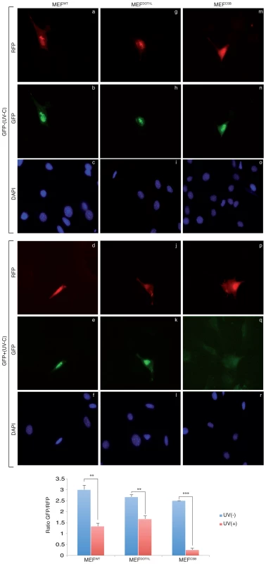 Host cell reactivation assay in MEF cells.