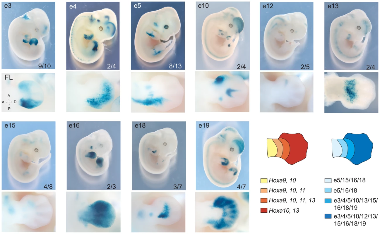Overlapping domain-specific enhancer activity regulates 5′ <i>HoxA</i> genes in distal limbs.
