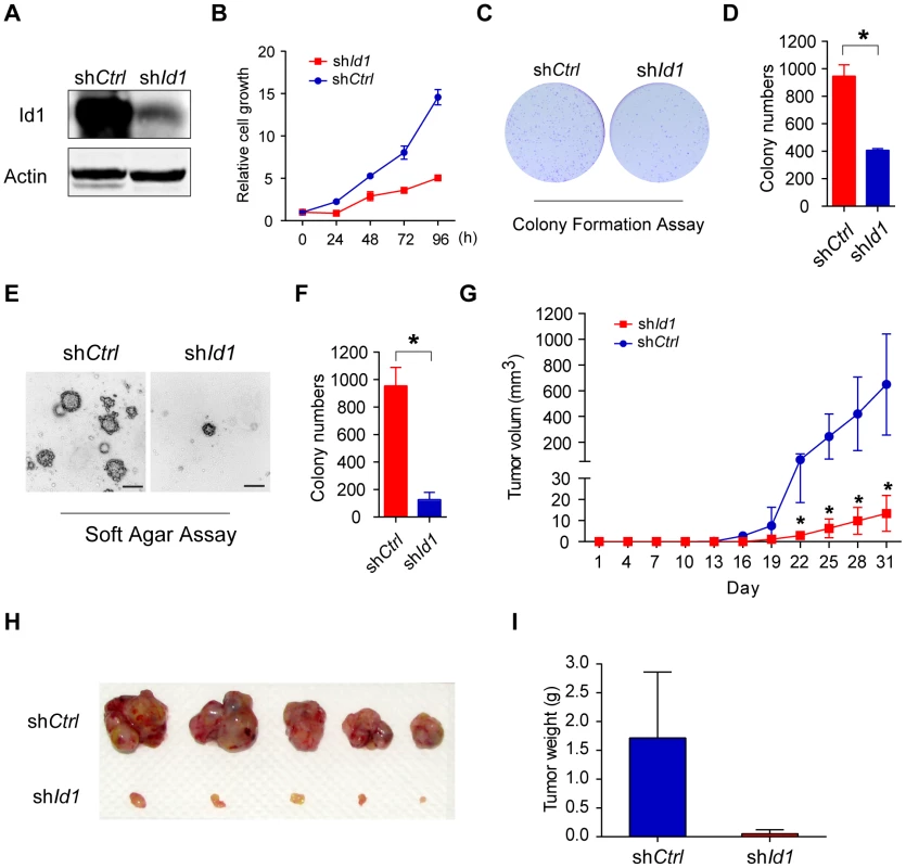 Knockdown of Id1 dramatically inhibited the tumorigenicity of KMM cells.