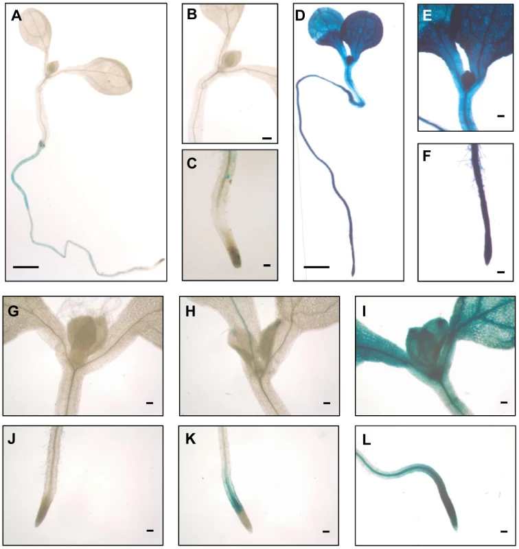 The <i>ONSEN</i> LTR is rapidly activated throughout the seedlings.