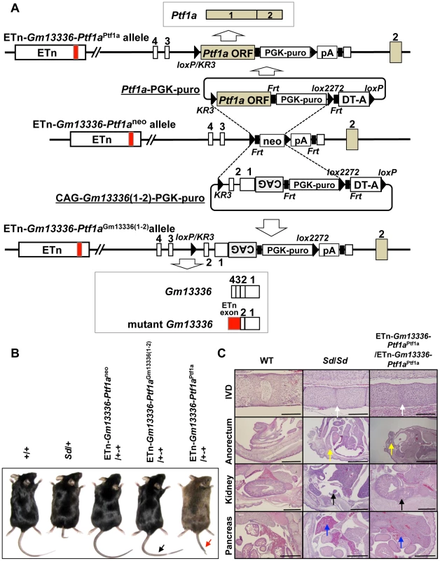 Identification of <i>Ptf1a</i> as a cause of <i>Sd.</i>