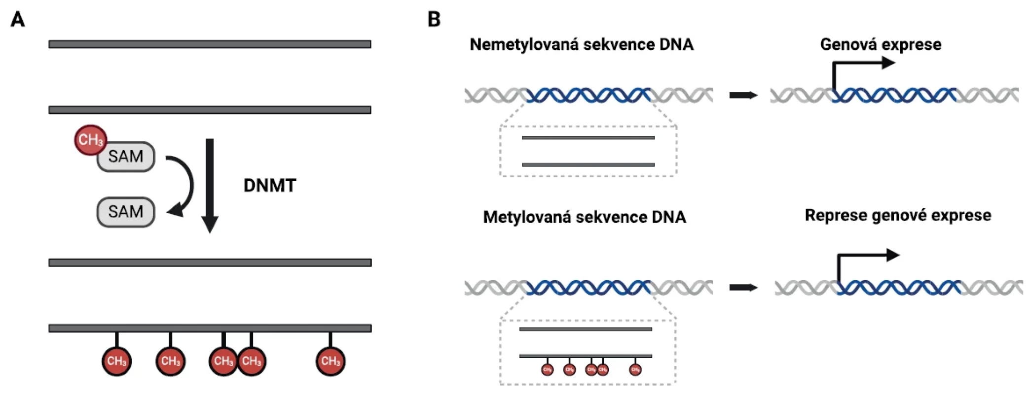 Schematické znázornění procesu metylace DNA prostřednictvím DNA metyltransferáz (A) a dopadu metylace DNA na genovou expresi (B).