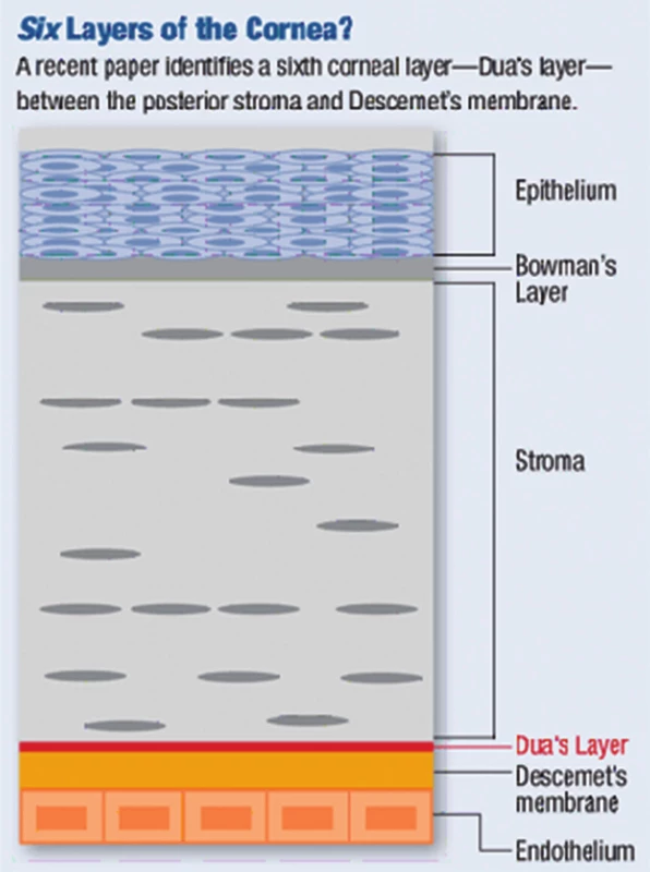 Rohovka – histologie