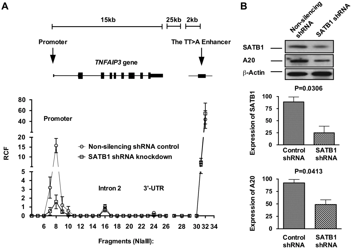 SATB1 is required for the TT>A enhancer-promoter interaction and <i>TNFAIP3</i> transcription.