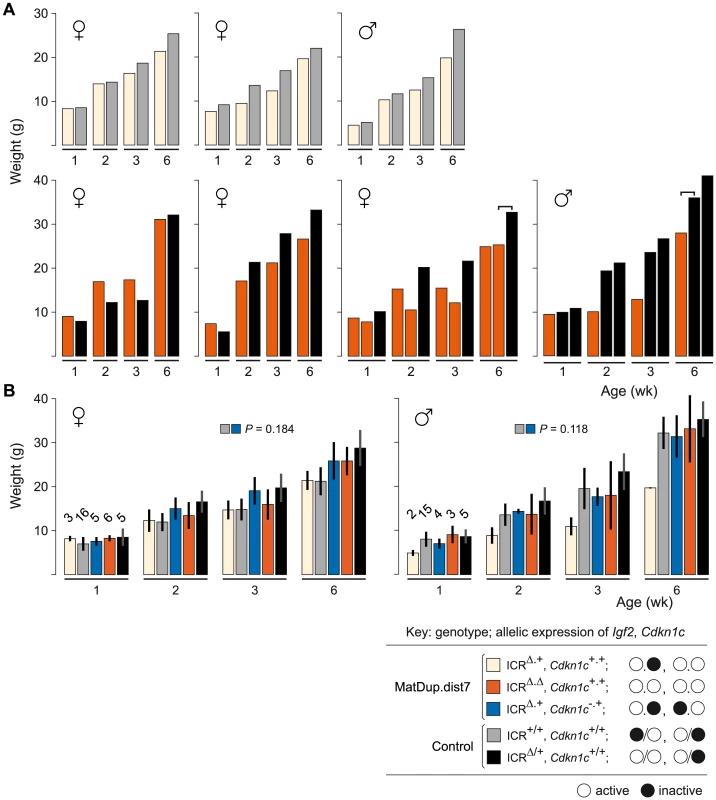 Weight gain in post-partum MatDup.dist7 mice rescued by ICR<sup>Δ</sup>.