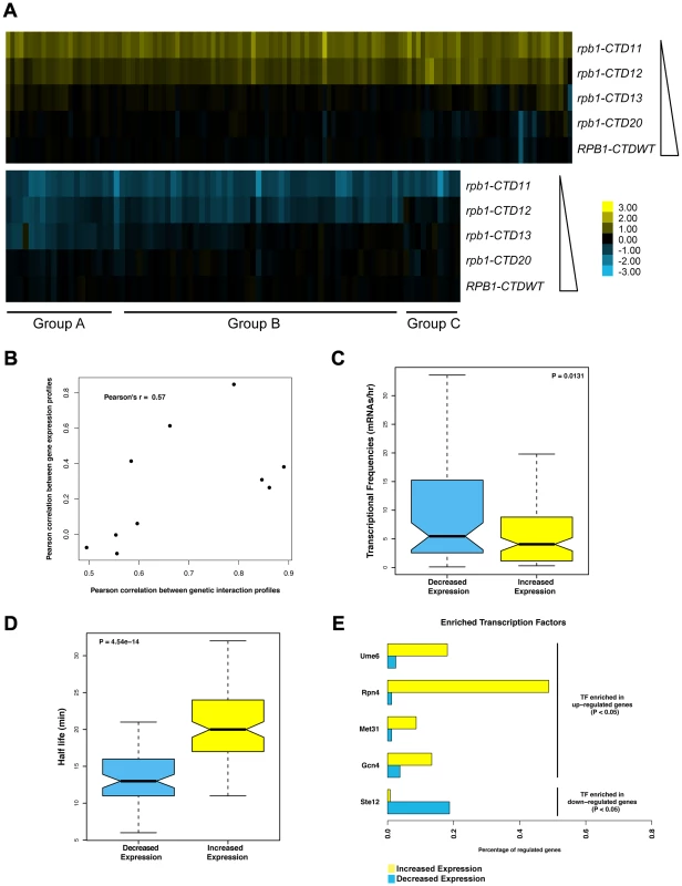 Serial CTD truncations led to progressive steady state transcriptional defects.