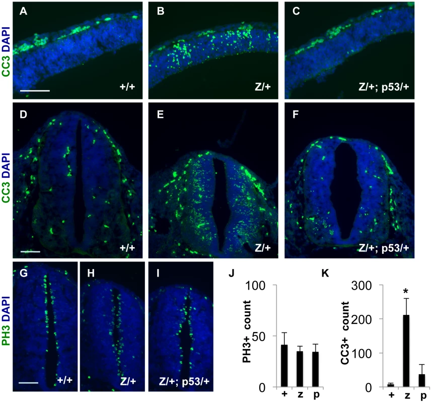Increased apoptosis occurs in the developing CNS of <i>Rps7<sup>Zma</sup>/+</i> mutant embryos; however, this apoptosis is reduced in <i>Rps7<sup>Zma</sup>/+</i>; <i>Trp53<sup>KO</sup>/+</i> embryos.