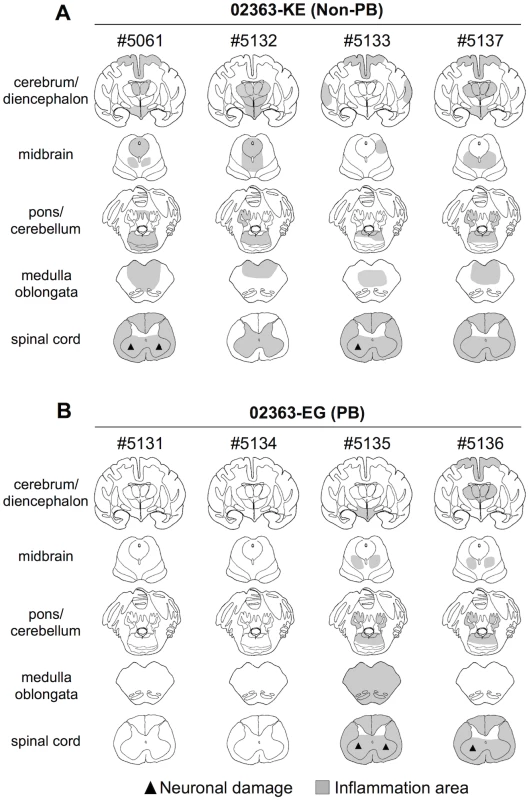 Distribution of EV71-induced lesions in CNS tissues.