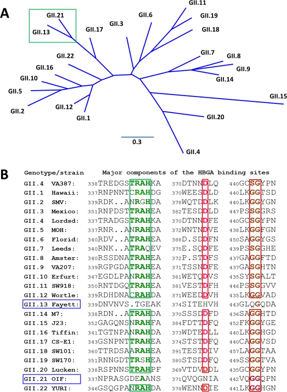 Phylogenetic and sequence analysis of genogroup (G) II noroviruses (NoVs).