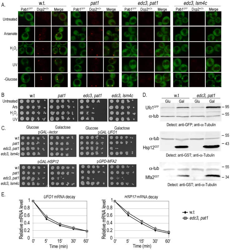 Ectopic high level gene expression affects viability of mutants unable to form PBs and SGs.