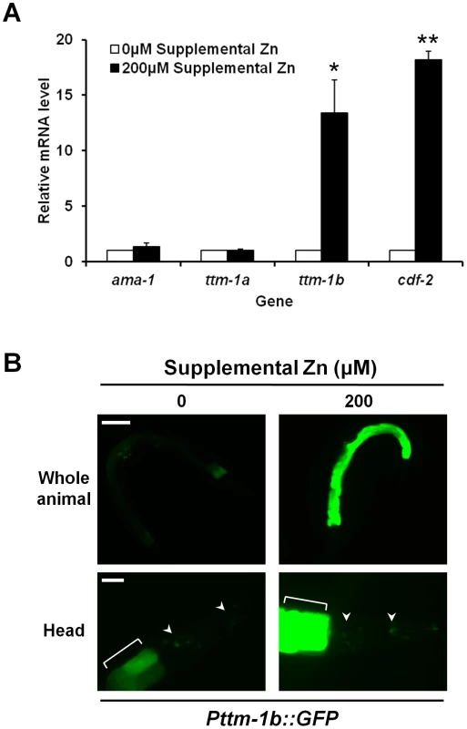 Regulation of <i>ttm-1</i> expression by zinc.